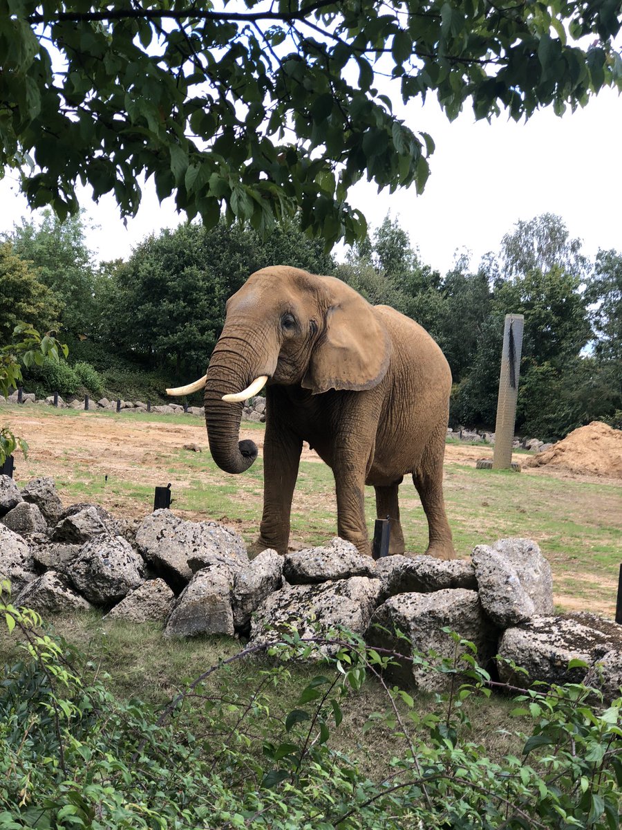 Lastly (for now) we went to Colchester Zoo  @ColchesterZoo which was really fantastic! Son ticked off some more  #TheUglyFive animals with a Kudu, a Hyena and some vultures (though not lappet-faced) and some African elephants! (Woburn and Whipsnade are Asian) play areas open