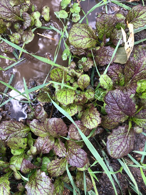 Some of my lettuce is starting. https://t.co/qSbOnoHz5d<a href="/tag/coronavirus"class="tags"><span>#coronavirus</span></a>