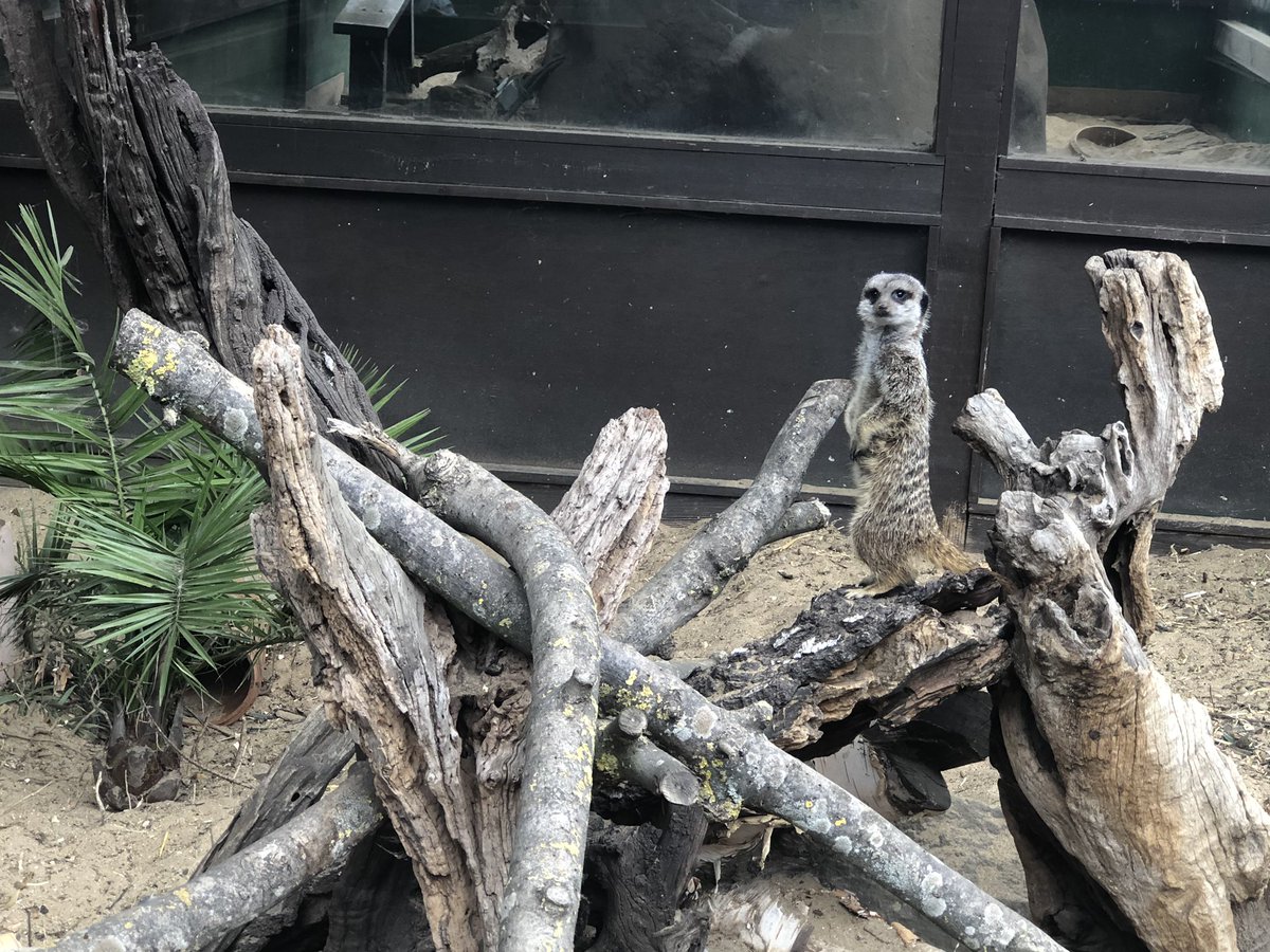 My son loves animals so we’ve spent a lot of time this summer going to Zoos. We’re lucky to have 2 great local zoos in  @SouthCambs - first is Shepreth Wildlife Park  @SheprethWPark where we saw this cheeky Meerkat but they also have tigers and my own favourite here, the armadillo