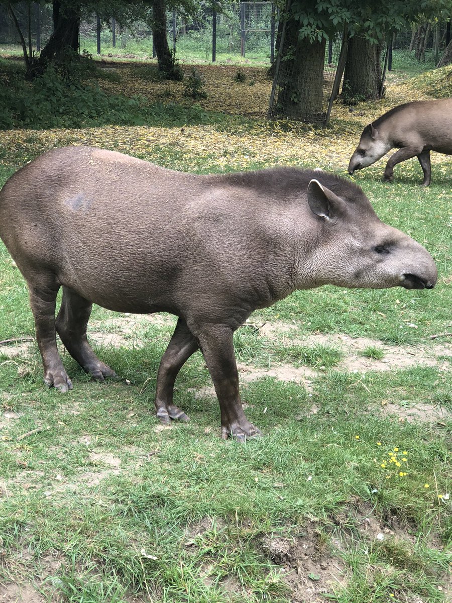 Then there’s Linton Zoo  @LintonZoo1 where our favourites were the Tapirs and Snow Leopard. These are both great zoos for taking young children around who often don’t have the stamina for larger zoos. Picnics are allowed outside but the play areas are not open.