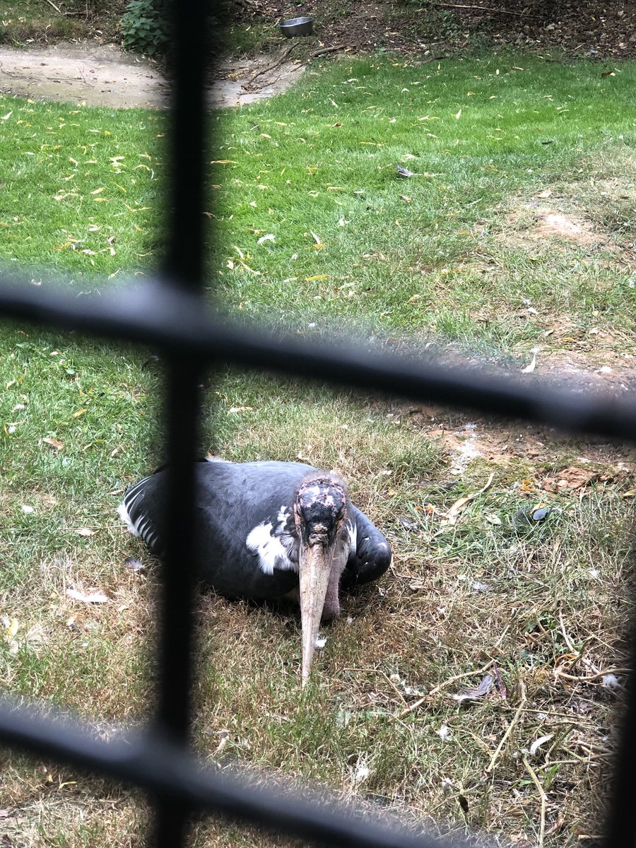 My boy loves Julia Donaldson’s  #TheUglyFive so also gets very excited to see these animals. At  @LintonZoo1 you get to tick off the Maribou Stork, which he quite rightly says, is not ugly.