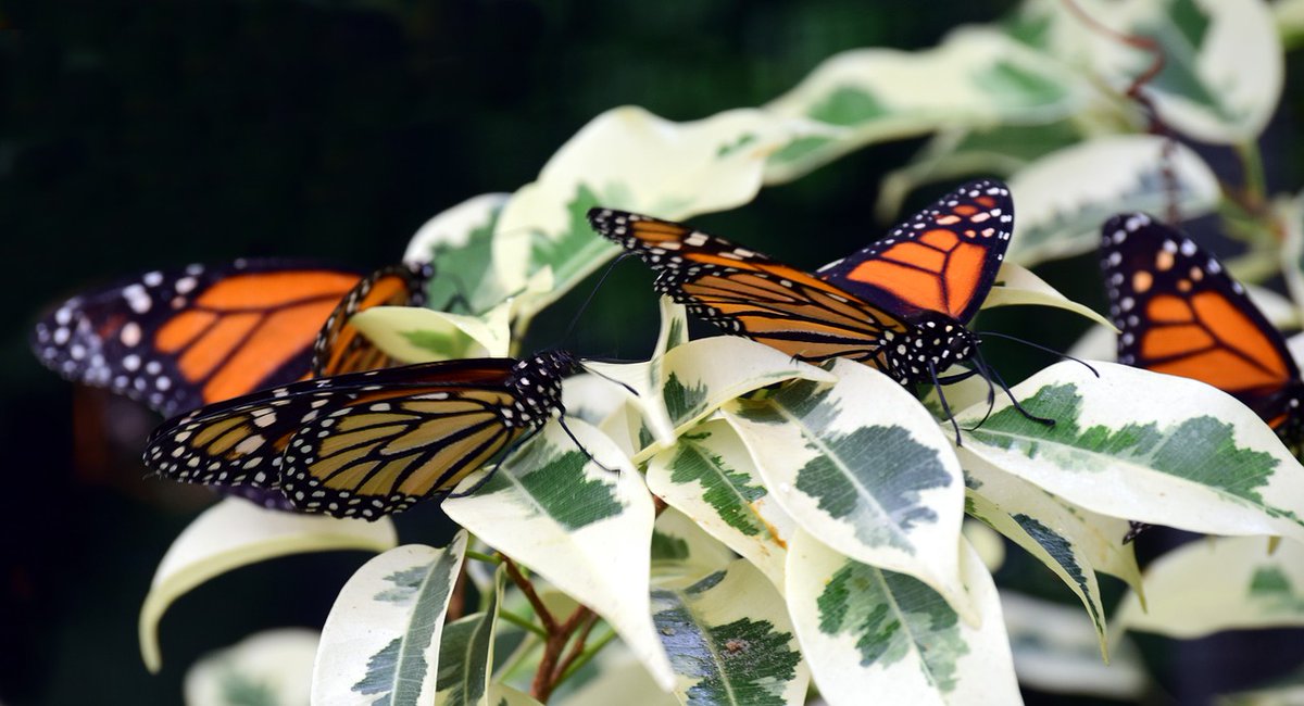 EarthDay's tweet photo. Want to know how you can help insects around the world recover? Make like a butterfly and flutter on over to #EarthChallenge, record what you see and take action!🌍🌏🌎

➡️ https://t.co/vrNDwdRCbW https://t.co/P7MUD1hQ9m
