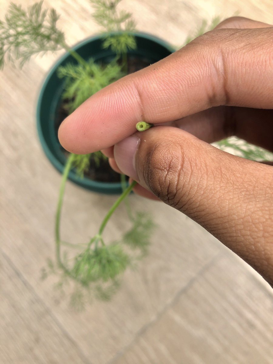 rootedry4n's tweet photo. #RealDill 🌿👌🏽 https://t.co/K6zHbZVyZJ