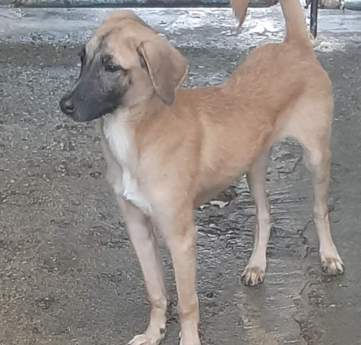 PerroUsuario's tweet image. #BuscaUnHogar RT @cocomaria58: Vía: #Caracas  #Enadopción #CARITA fue #abandonado en la puerta del refugio el 26 de junio. fue dado en adopción el 7 de julio. hoy 30 de Agosto lo devuelven porq come mucho. 
Teléfono: 04149042886