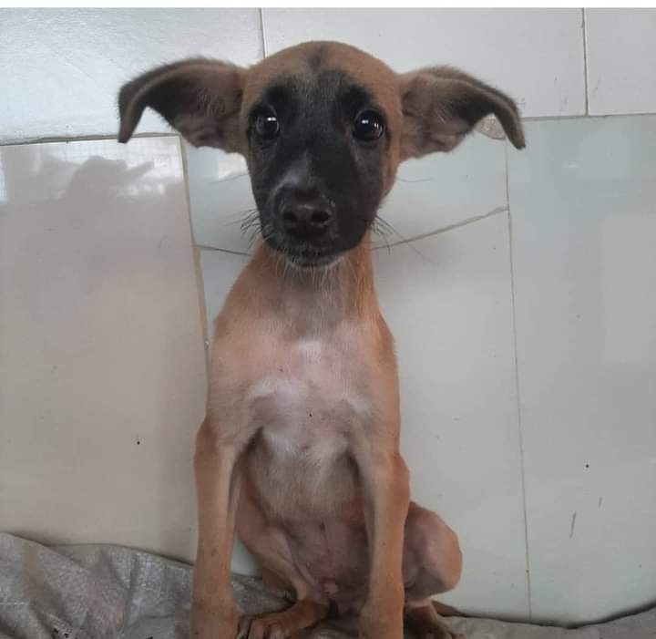 PerroUsuario's tweet image. #BuscaUnHogar RT @cocomaria58: Vía: #Caracas  #Enadopción #CARITA fue #abandonado en la puerta del refugio el 26 de junio. fue dado en adopción el 7 de julio. hoy 30 de Agosto lo devuelven porq come mucho. 
Teléfono: 04149042886