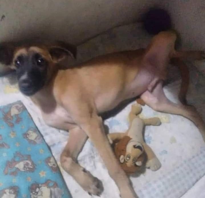 PerroUsuario's tweet image. #BuscaUnHogar RT @cocomaria58: Vía: #Caracas  #Enadopción #CARITA fue #abandonado en la puerta del refugio el 26 de junio. fue dado en adopción el 7 de julio. hoy 30 de Agosto lo devuelven porq come mucho. 
Teléfono: 04149042886