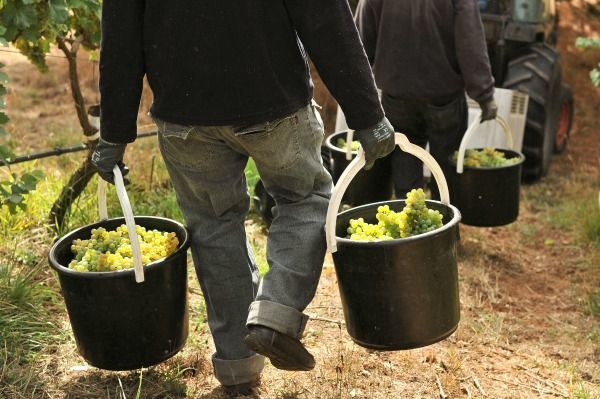 One of the success stories of new varieties in Australia -  Gruner Veltliner see its story and list of Australian producers  buff.ly/2Yp6Zsy #grunerveltliner #adelhills #australianwine #whatvarietal