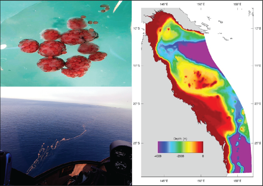 ChrisDorop's tweet photo. Multiple #PhD Top-up scholarships available @CSIRO Climate &amp; coral recovery modelling, MLAI &amp; prawn trawl bycatch, aerosols &amp; atmospheric modelling. Generous 7k p/a salary topup &amp; 10k p/a operational. Close 31 Oct. More info here: https://t.co/2zrQeXR4Zq Please RT https://t.co/zXPPXv65P7