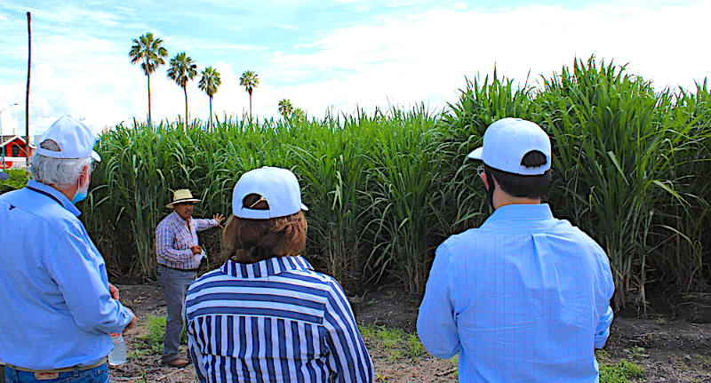 VenAmericaMag1's tweet photo. https://t.co/sNXgUzP7b9 #FOCIR #Agroasemex #RedInnovagro #IICA #INIFAP #agrobiotecnológica #agrícolassustentables #cañadeazúcar https://t.co/PNbZ56hL1I