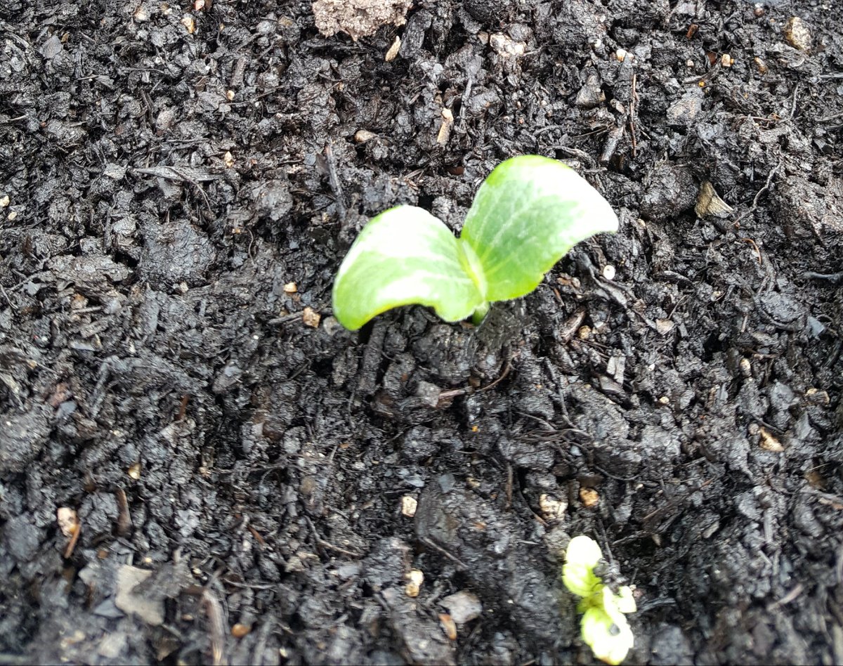 Ellen Schweiger tweet media