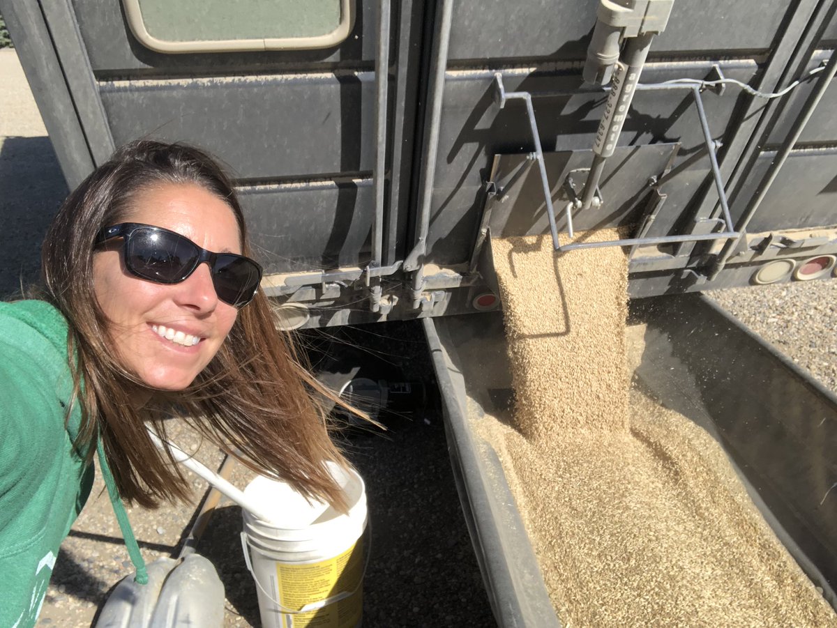 SeCanLauren's tweet photo. Here we go  #AACConnect #malt #barley not saving it til the end this year! @canterraseeds @JoannaCanterra #connecttheplots #WensleyVenuturesLtd Wiseton #Sask #Harvest2020 #flagnotcooperating https://t.co/379USxmHVN
