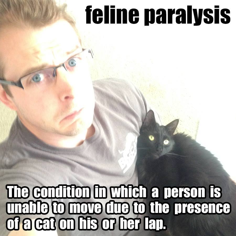 ColeTheBlackCat's tweet photo. I'm sure the cat owners out there can relate! 🤣

#CatPeopleWillUnderstand @CatManChrisMeow https://t.co/m0I7mb2loD