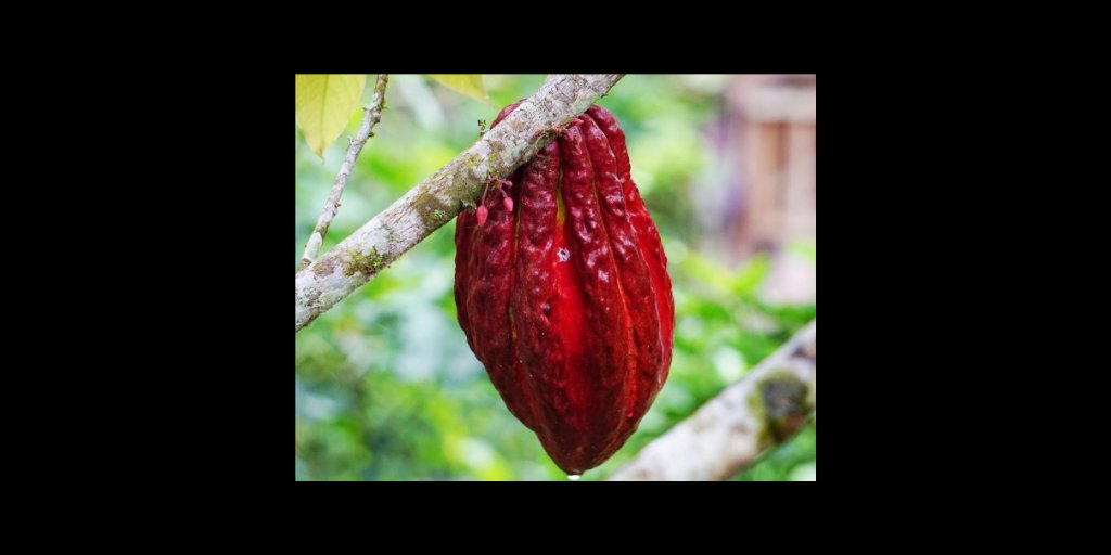 Cacao comes from a bean that grows on a treeIt’s extremely bitter and consumed as a hot beverage mixed with spicesToday, cacao is mainly harvested to produce sugar-loaded mainstream chocolatesMost of its health benefits are lost during processing