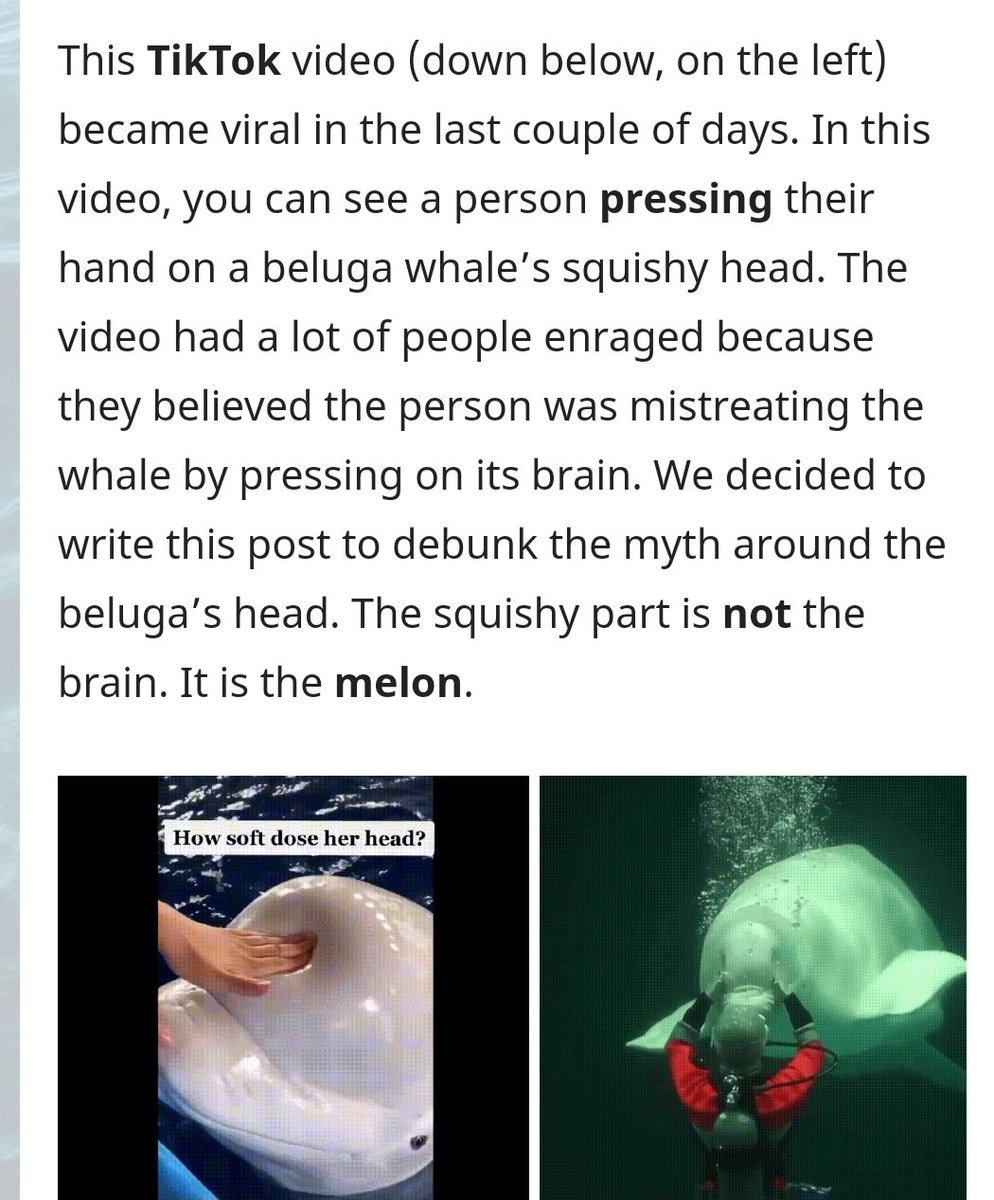 This doesn't harm the Beluga Whale. The organ being squished is called a melon, and IS NOT THE BRAIN. But what is harming this whale is that its living its life in captivity and we all should be against that.