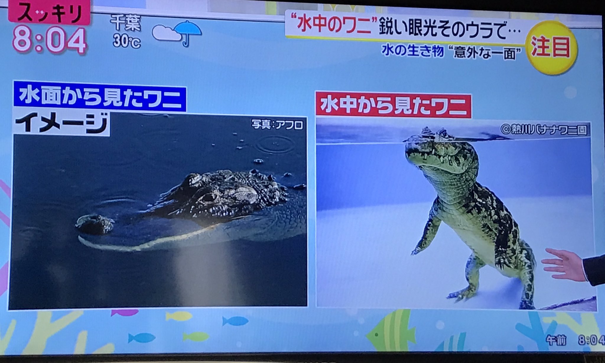 تويتر Astray K على تويتر ワニ 水中の様子見るとかわいいじゃん スッキリ T Co Kfjvoozyry