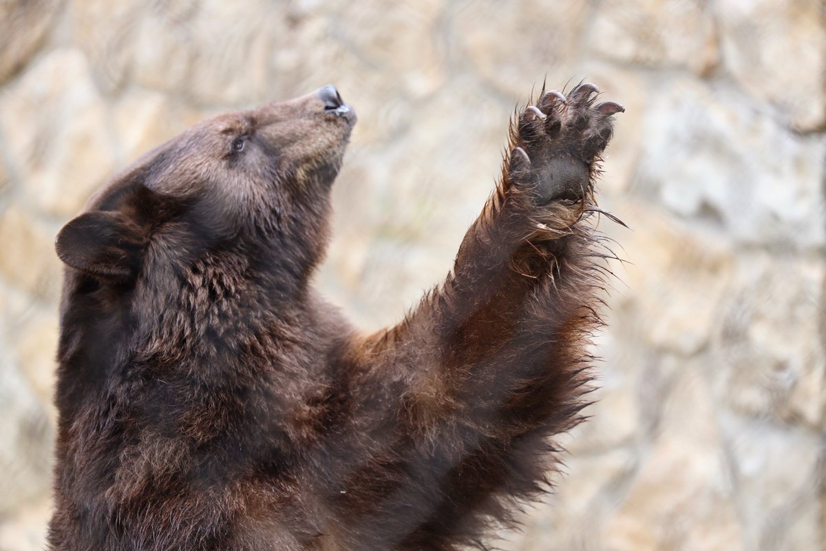 THE BEST NEWS. My tumor has been diagnosed as NOT cancerous 🎉🎉🎉! It is was a benign cyst that has now
been fully removed. Thank you for all the prayers and love... the recovery journey is well underway and I’ll be thrilled to see you all again when I’m ready 💪🐻🐻 -Judge Lady