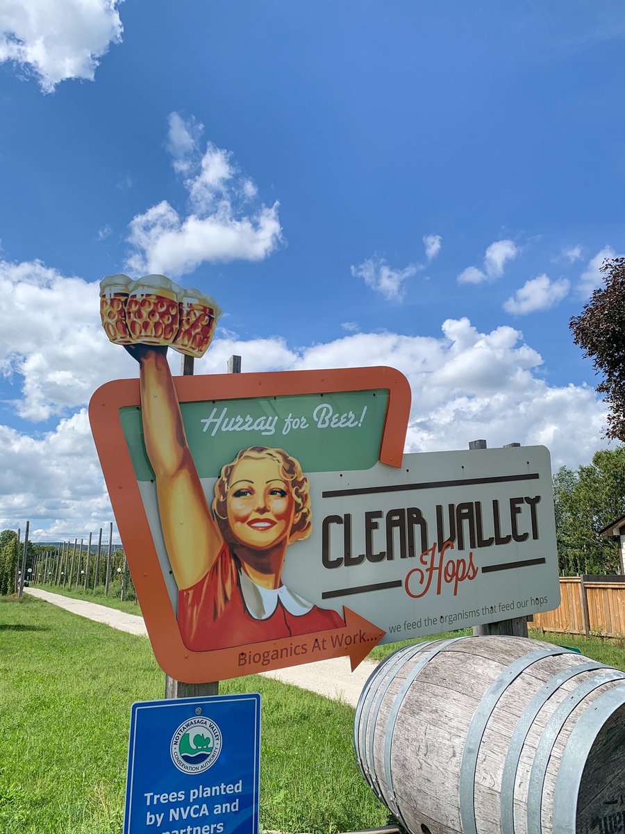 CollectiveBrew's tweet image. From farm to brew in a few hours! Today we stopped by @clearvalleyhops to pick up some fresh Chinook for this year’s edition of Wet Hop Wheat. Stay tuned for release 🍻

#freshhops #localhops #craftbeer