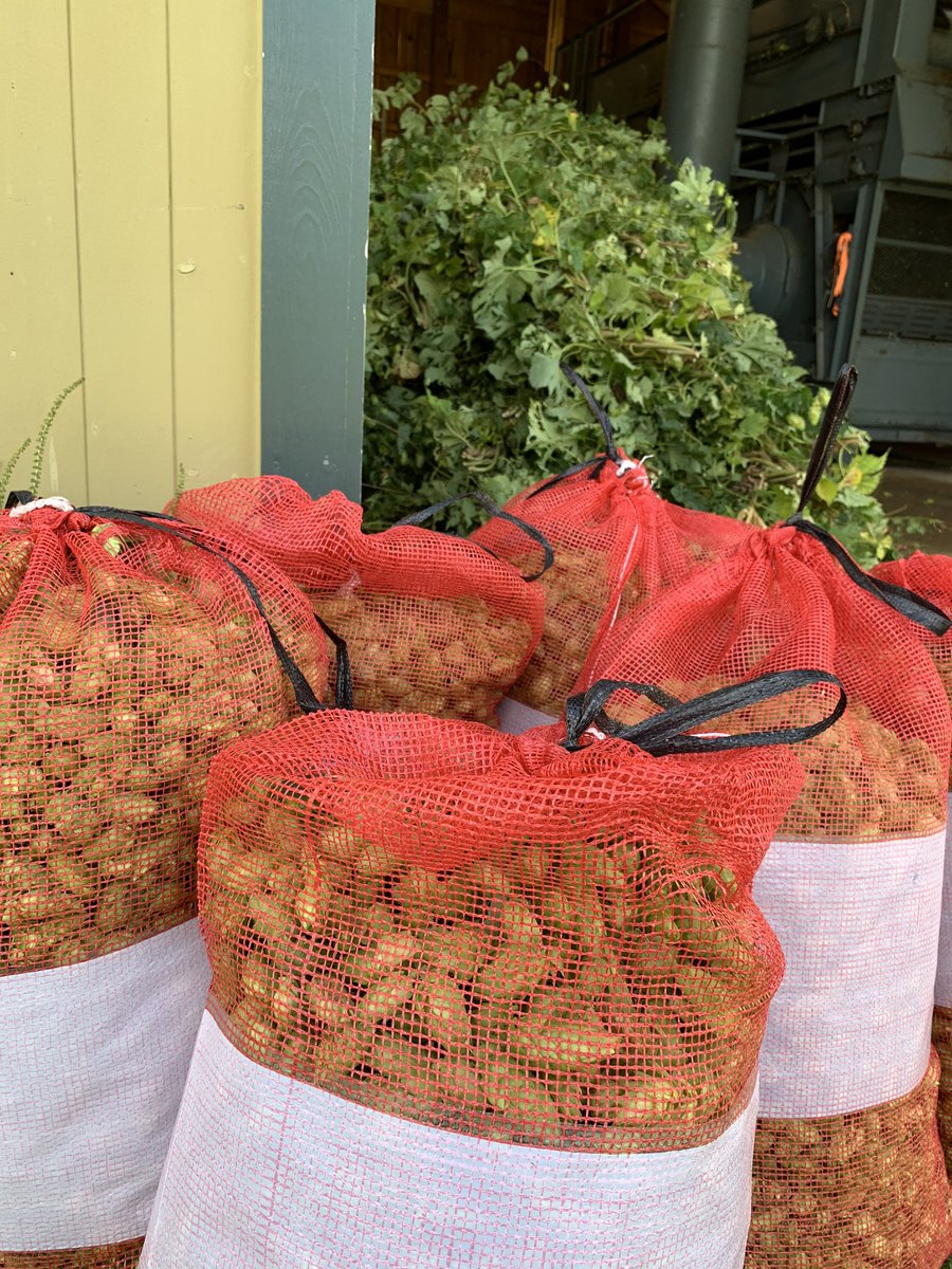 CollectiveBrew's tweet image. From farm to brew in a few hours! Today we stopped by @clearvalleyhops to pick up some fresh Chinook for this year’s edition of Wet Hop Wheat. Stay tuned for release 🍻

#freshhops #localhops #craftbeer