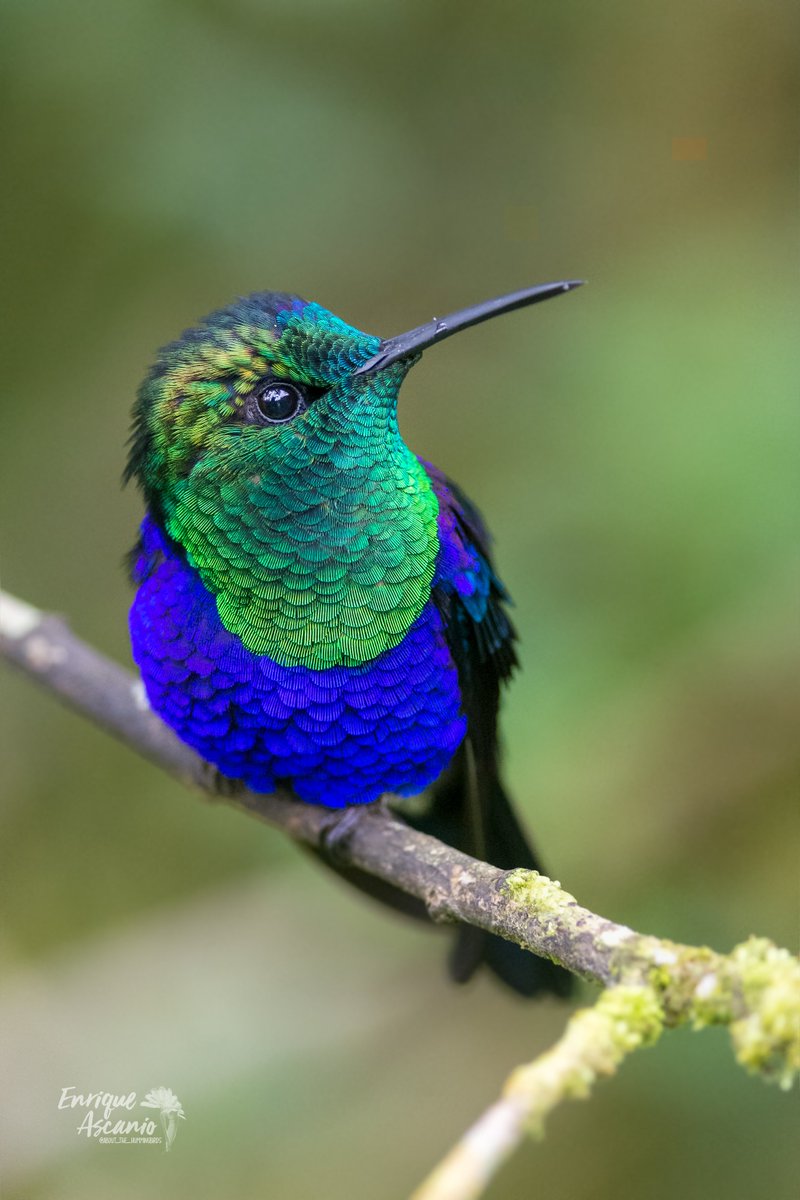 AHummingbirds's tweet image. 4ta de 4 fotografías en mi Lunes de verdes iridiscentes, esta fotografía en especial me encanta,  The crowned woodnymph (Thalurania colombica) Un ave con presencia mágica ! instagram.com/about_the_humm…