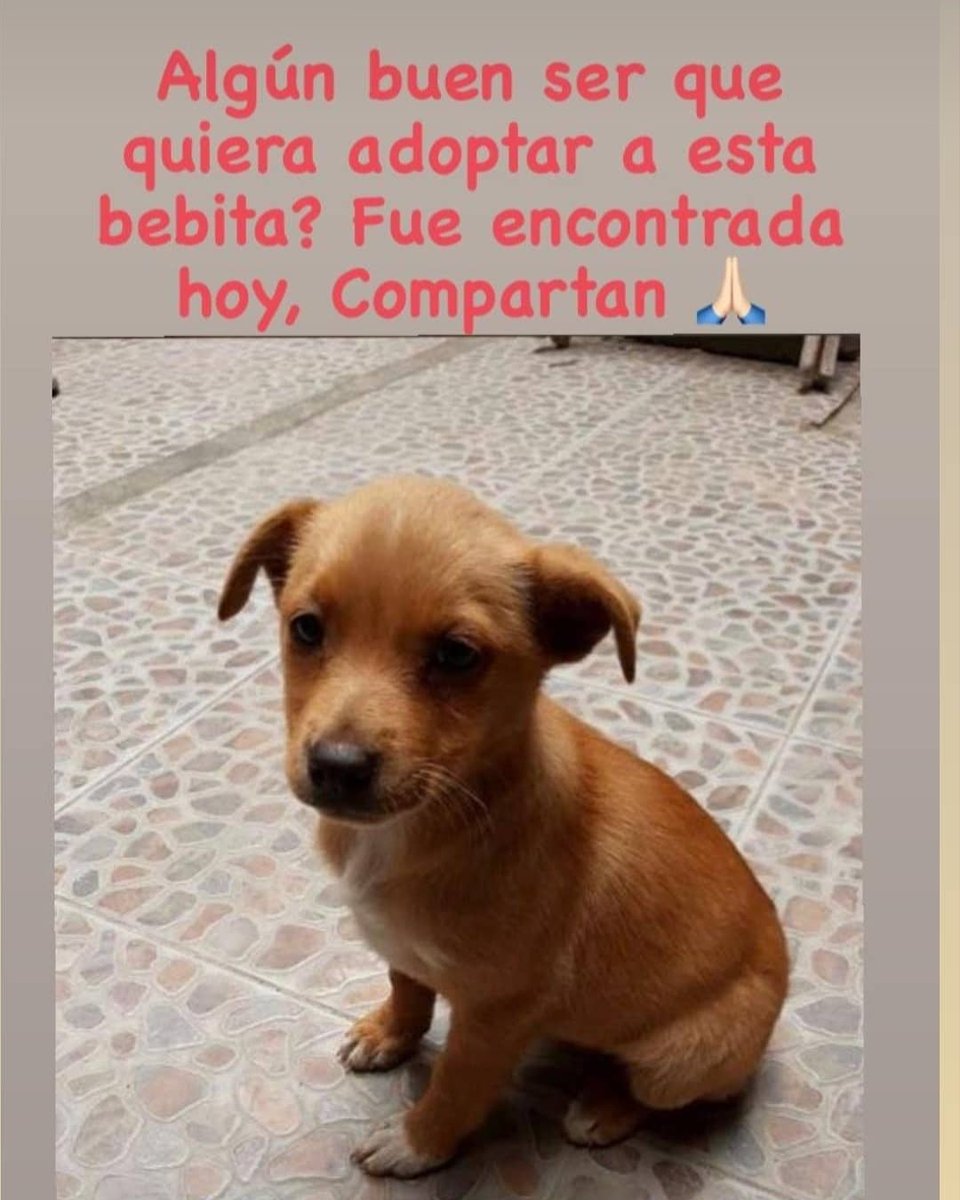 Nurylb's tweet photo. Busco un buen hogar 🙏 la dejaron en el parque sin remordimiento alguno. https://t.co/bt3fBos11L