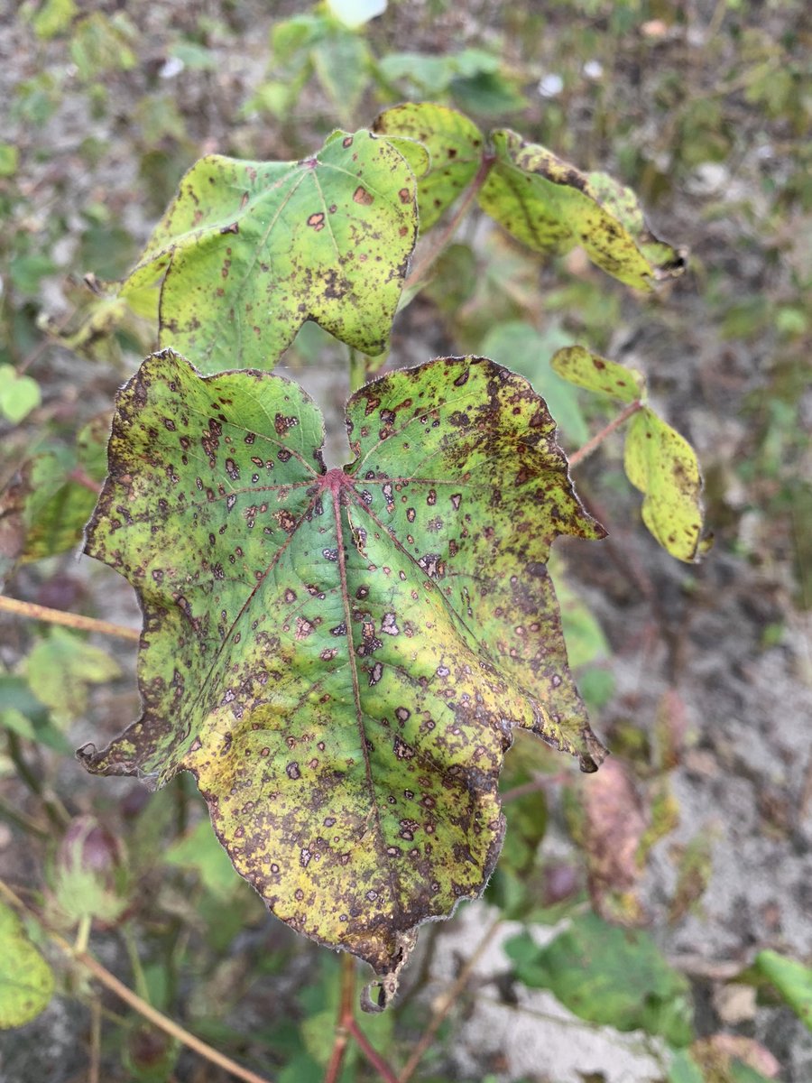 bobkemerait's tweet photo. Adding insult to injury. Stemphylium leaf spot exploiting potassium deficiency on cotton in Irwin County, Georgia.  UGA Extension https://t.co/VnmDT6Qdqw