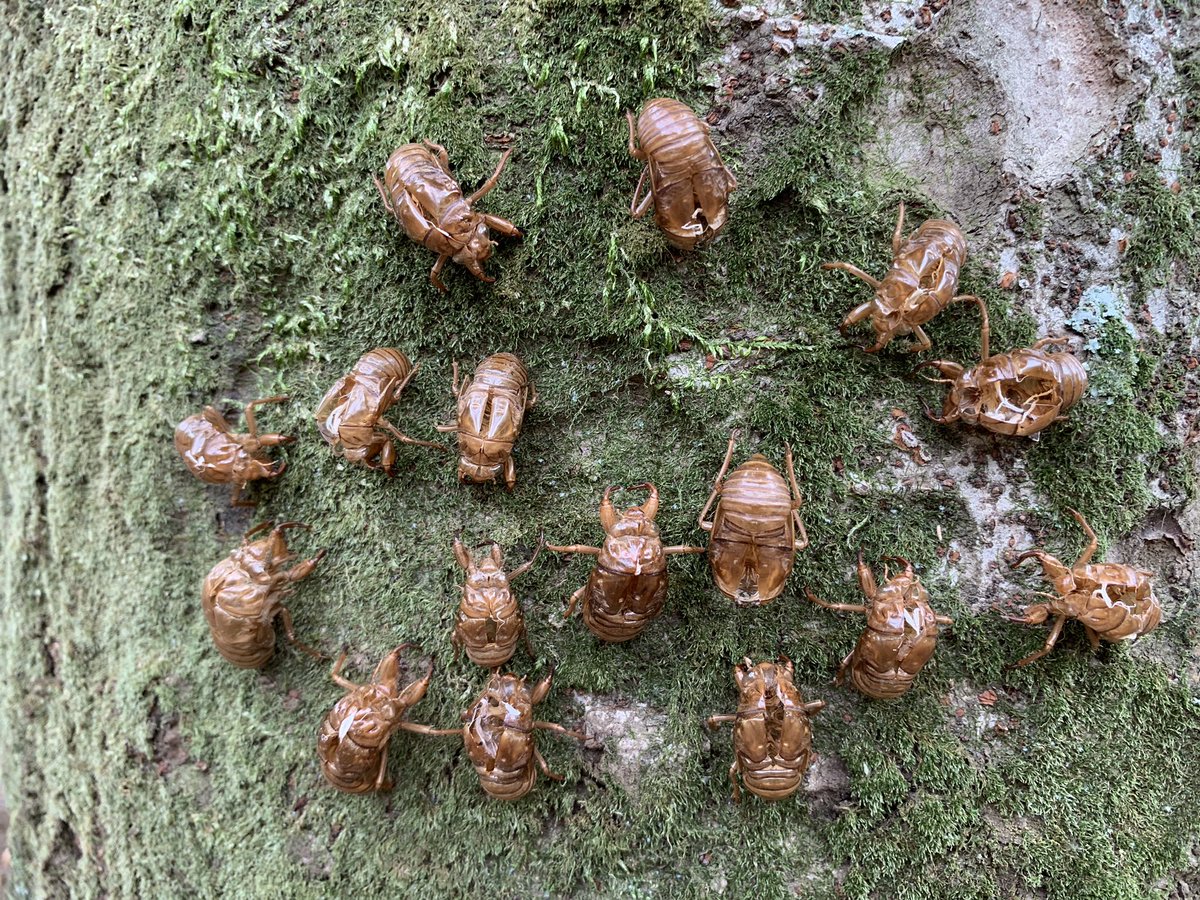 I found this strange arrangement of discarded cicada (aburazemi) skins on the trunk of a tree in Yoyogi Park. Like a parliament, or a Black Mass, of insectkind. It’s the first time that I have seen this.