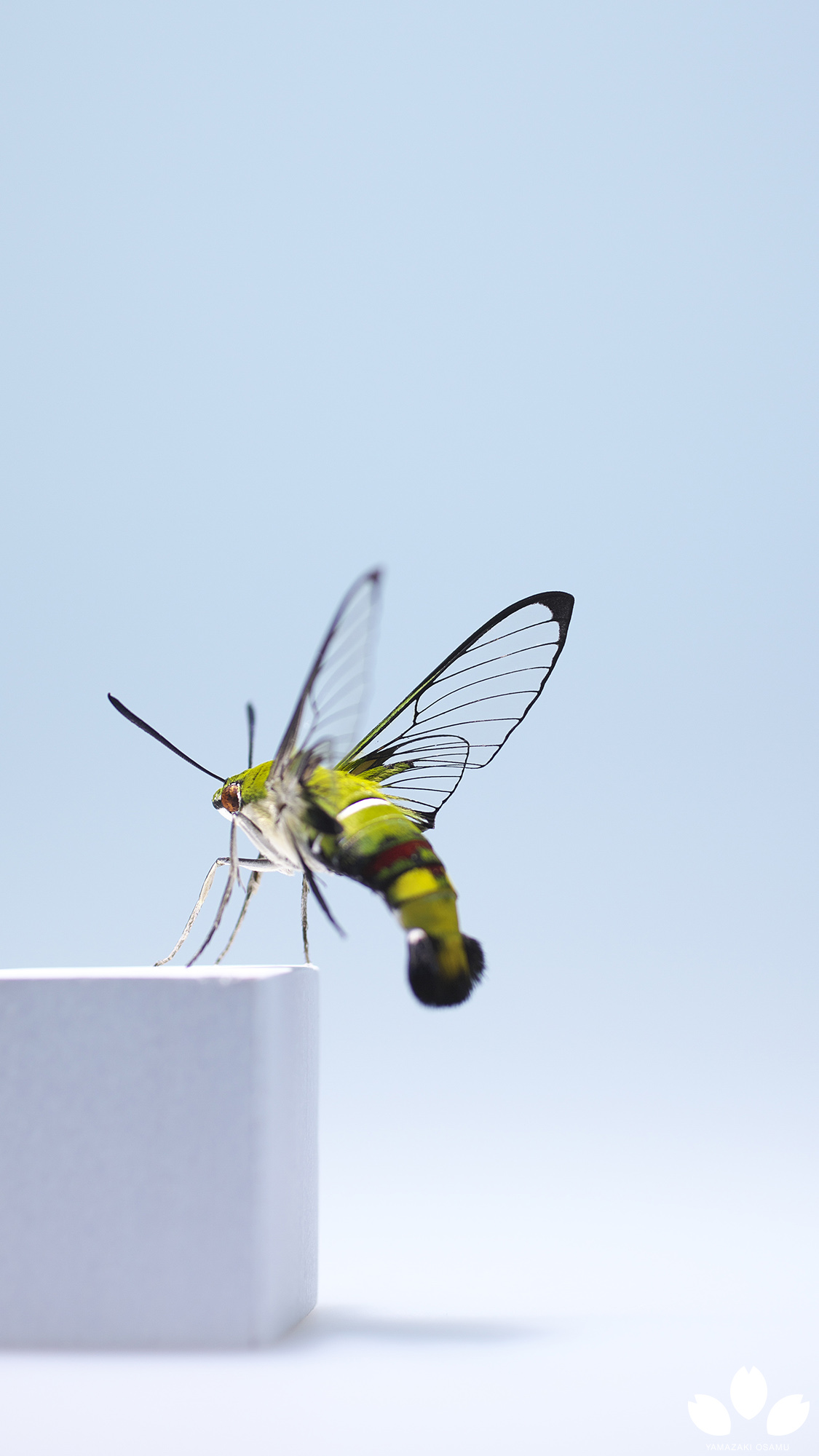 オオスズメバチ 女王蜂 立体標本2402 【公式通販】