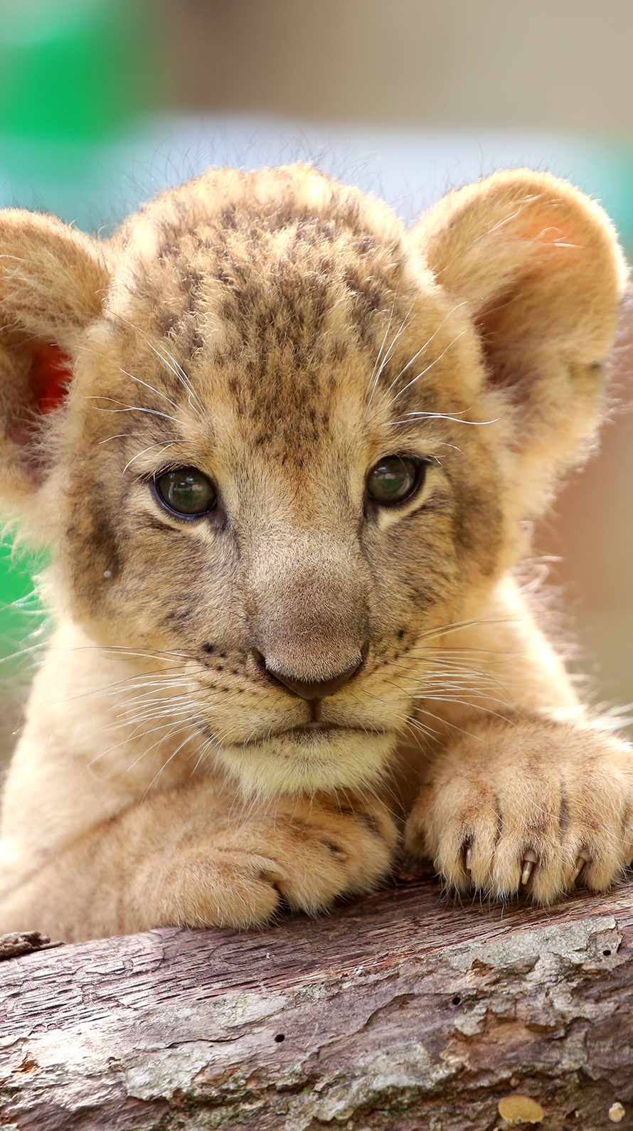 富士サファリパーク公式 どうぶつ壁紙 プレゼント 9月度は ライオンの赤ちゃん 多め 毎月1日は 壁紙を変更する日 が定着してほしい 富士サファリパーク T Co Z95fyrdidb