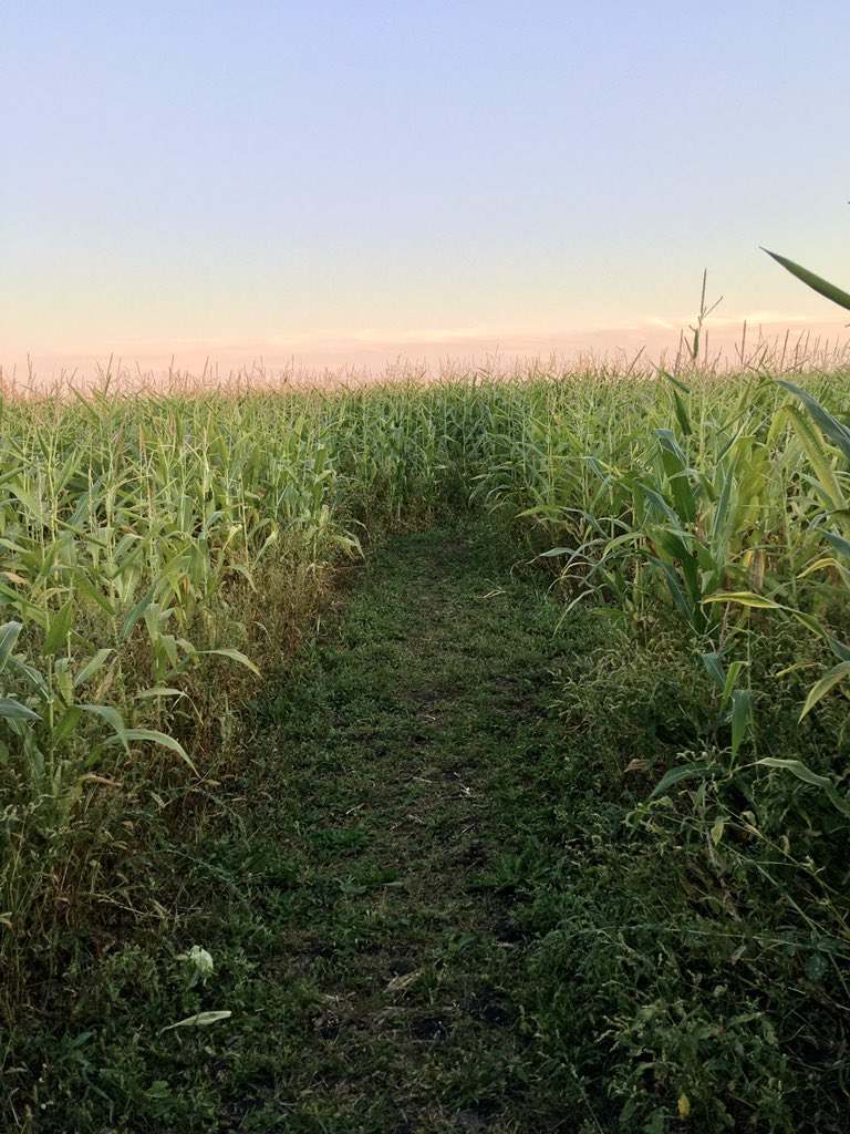 UfaWizard's tweet photo. Currently stuck in a Manitoba corn maze #SendHelp #AndVodka #spaciba https://t.co/tCetHu5XeZ
