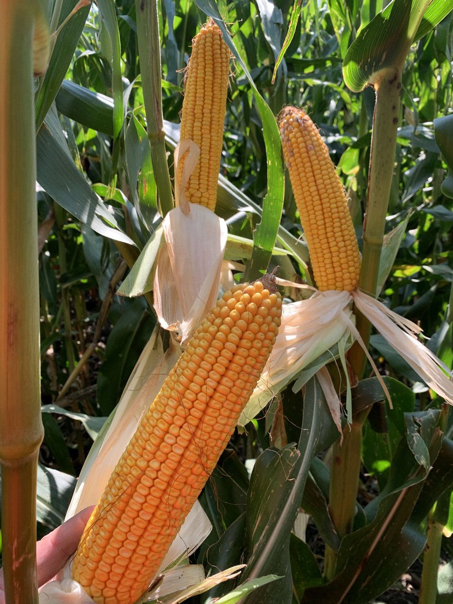 A few irrigation recs going around that shorter season corn is done for the year. You can not determine a fields irrigation needs simply by maturity. There are 120 day hybrids farther along than 110 day hybrids. Planting and emergence dates make a huge difference.