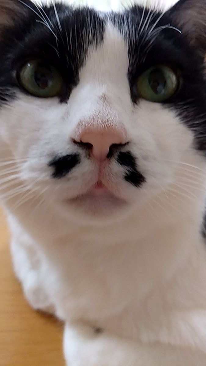 ちょびねこチョビ 頑張ってくれ チョビ そして 動物 病院の先生も予定を繰り上げて時間外でオペをしてくれることになったので先生も頑張れ 9月は三年前に立て続けにニャンコを亡くした月なのでとてもイヤです ちょびねこチョビ 頑張ってくれ チョビ そして 動物 病院の先生も予定を繰り上げて時間外でオペをしてくれることになったので先生も頑張れ 9月は三年前に立て続けにニャンコを亡くした月なのでとてもイヤです