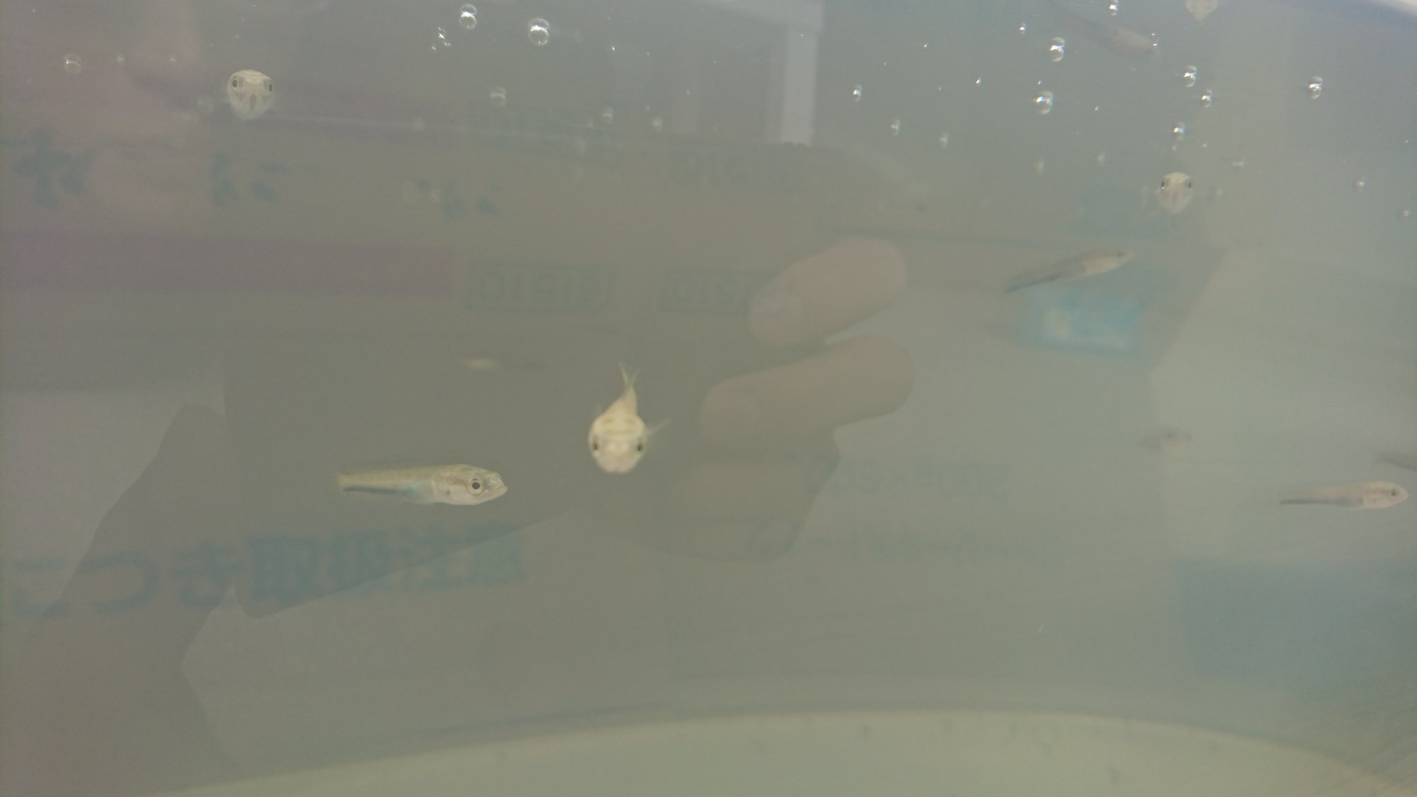 ぷちとせ 一月前 捕まえてきた雷魚の稚魚が大きくなってきました 模様も出て来た はたして カムルチかタイワンドジョウか