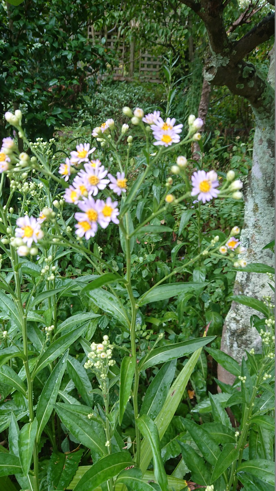 名付け 紫苑 しおん とはどんな植物