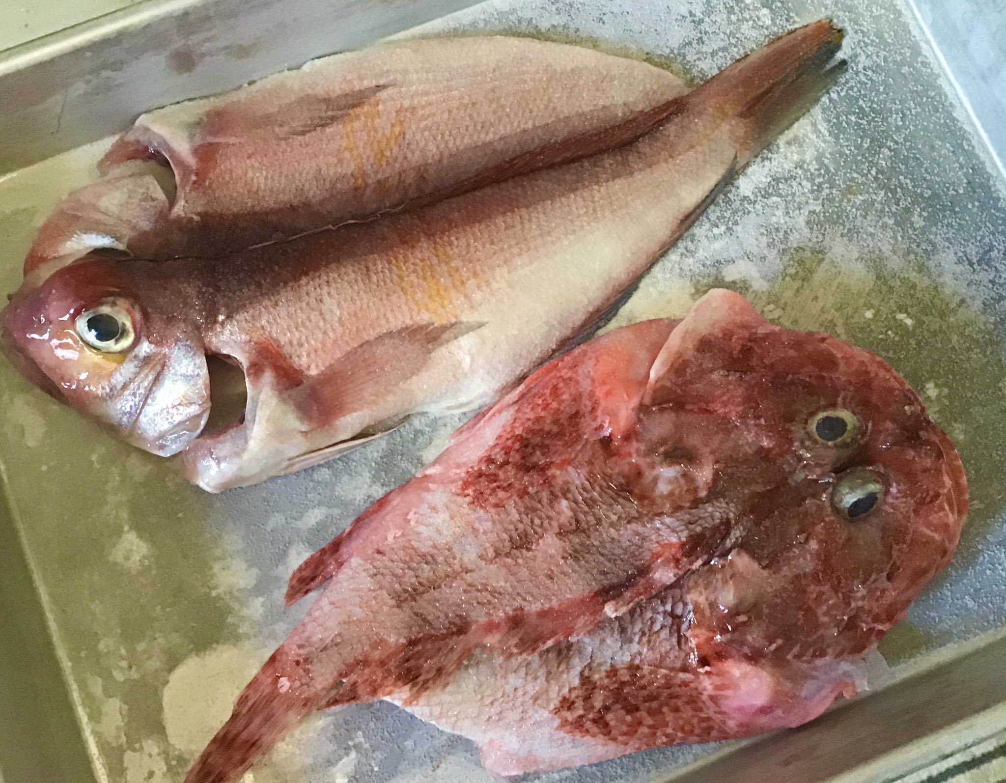 まきゃ 干物製作中 甘鯛 鬼カサゴ 自家製干物は旨い 魚は干物に限る T Co 1xt6h48a7n Twitter