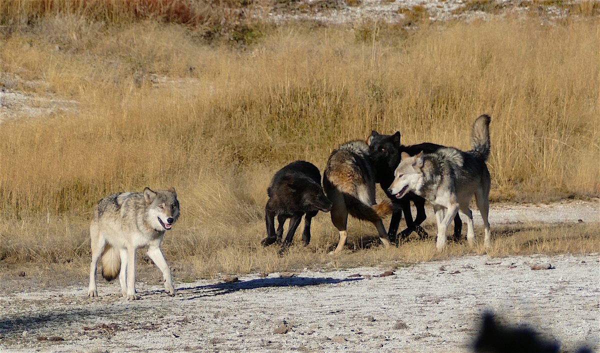 Small ranchers around here complain about Wolves, Bears and Democrats, when what they should be complaining about is the system of graft invented and perpetuated by the cattle growers association which subsidizes huge ranching operations and disadvantages the small time rancher