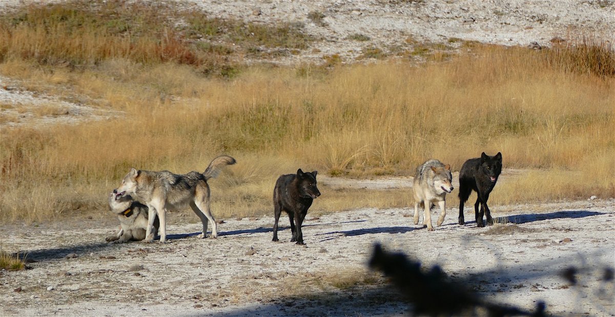 Billions in subsidies go to the biggest of the cattle operations in the West. Wildlife services alone spends billions & kills about 4 million wildlife a year, for the express purpose of benefiting grazing on public lands and disadvantaging the little guy grazing his own dirt.