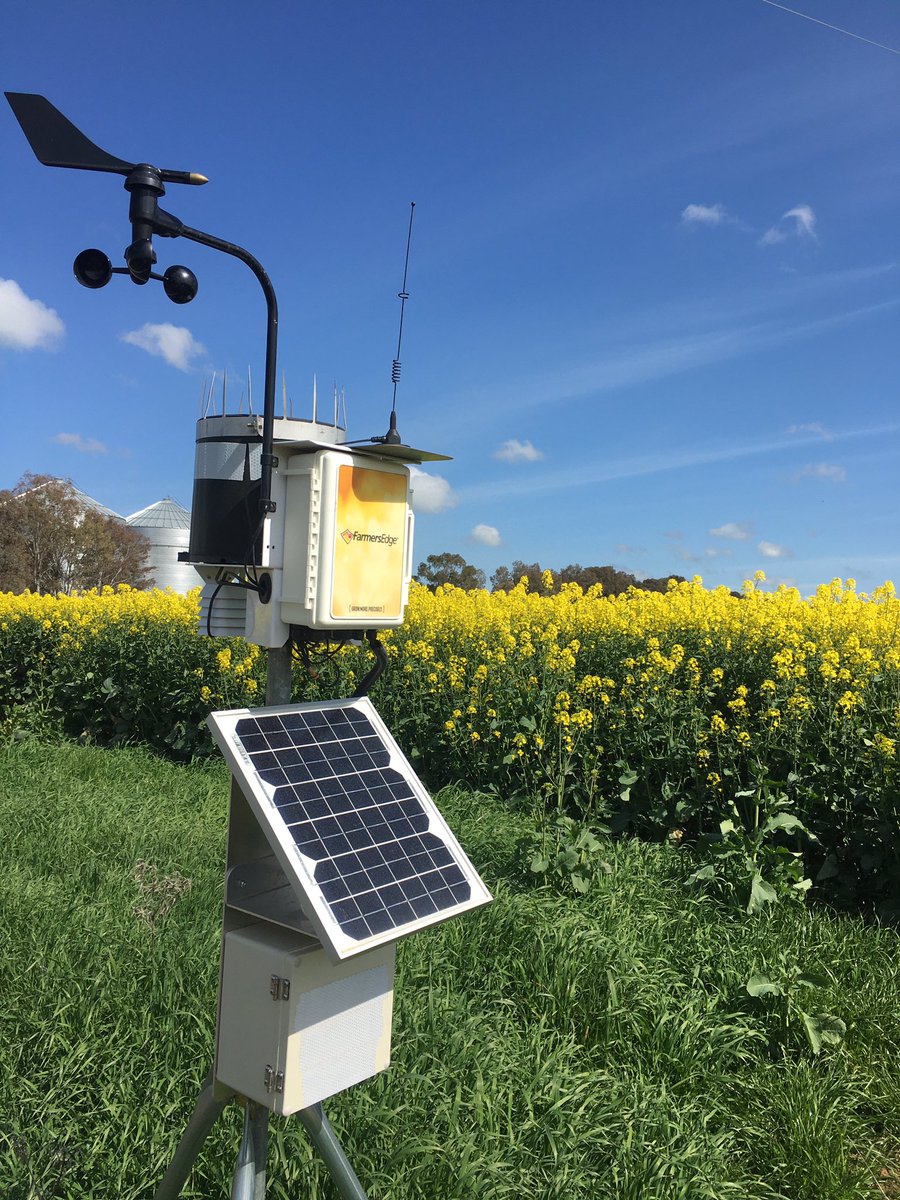 Y4528RR Canola soaking in the sunshine, closely monitored by Farmers Edge weather station #farmersedge #hellospring #canolafields