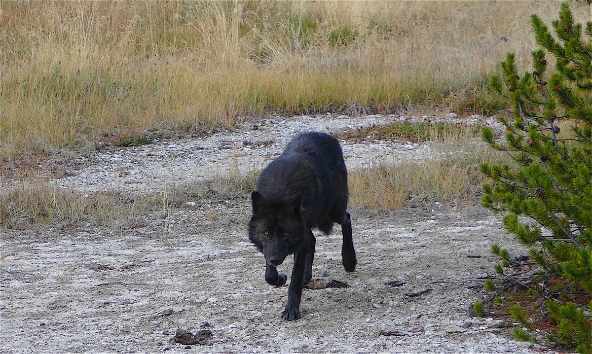 We advocate rewilding our public lands and the removal of all domestic livestock, fences and equipment. Reallocating subsidies to provide wolf and bear proof fences around small ranching communities. Closing the revolving door between the politicians and big cattle interests.