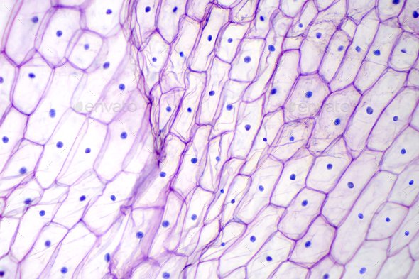 here for example is a stained slide of some epithelial tissue (or some other kind, who knows)in fact here are a bunch of kinds of tissue (a bunch of similar cells)stain and magnification aside--themselves an visual aides--this is what cells "look" likewhat have you learned?