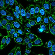 here for example is a stained slide of some epithelial tissue (or some other kind, who knows)in fact here are a bunch of kinds of tissue (a bunch of similar cells)stain and magnification aside--themselves an visual aides--this is what cells "look" likewhat have you learned?