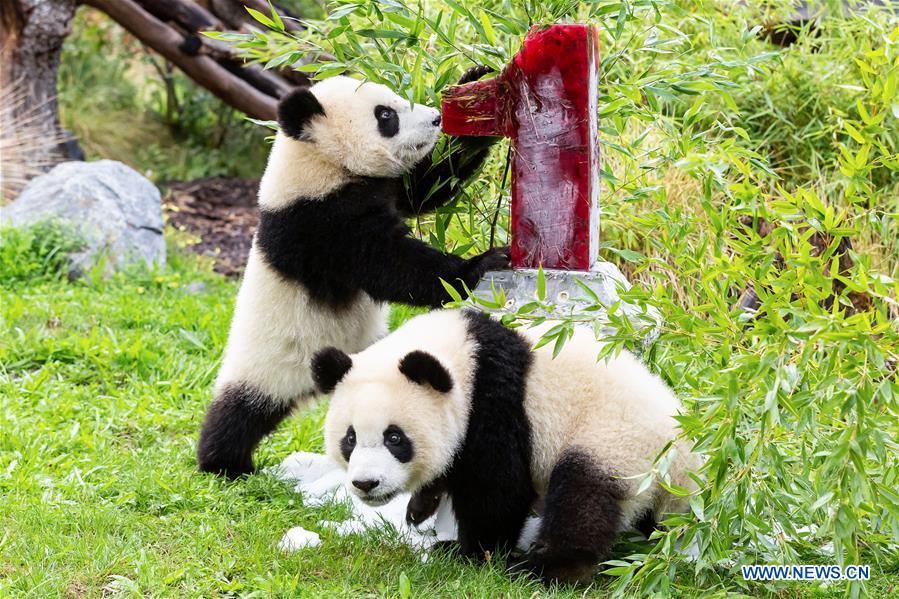 PeoplesDailyapp's tweet photo. The #giantpanda twins Meng Xiang and Meng Yuan, which were the first-ever twin giant pandas born in #Germany, celebrated their first birthday at @zooberlin on Monday #pandafans #pandastory 
https://t.co/43IqlgqX1p https://t.co/RekuF8TcdN