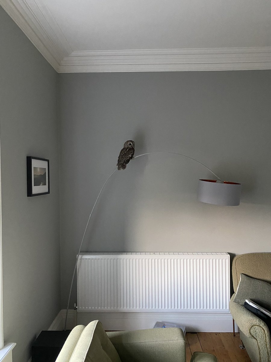 Just the regular morning when you find a Tawny Owl in your lounge