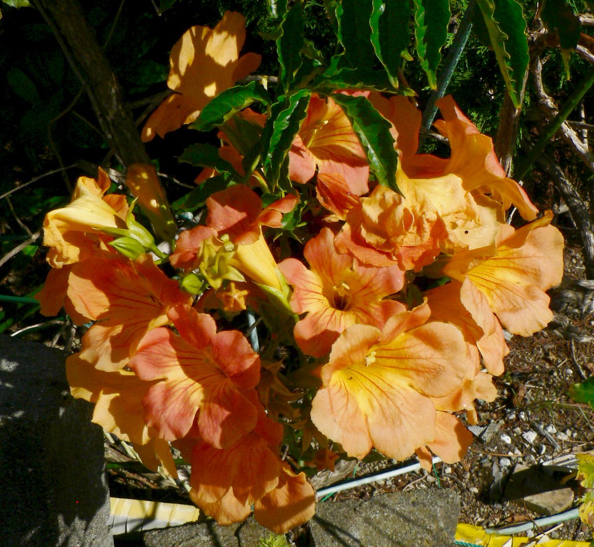 こころんグリーン V Twitter 近所の空き地に オレンジ色のノウゼンカズラの花が咲いていました 大柄の花が房になって咲いているので 目立ちます 残暑の強い日差しに負けない 明るい花です ノウゼンカズラ オレンジ色 大柄の花 房 残暑 夏の花 園芸品種