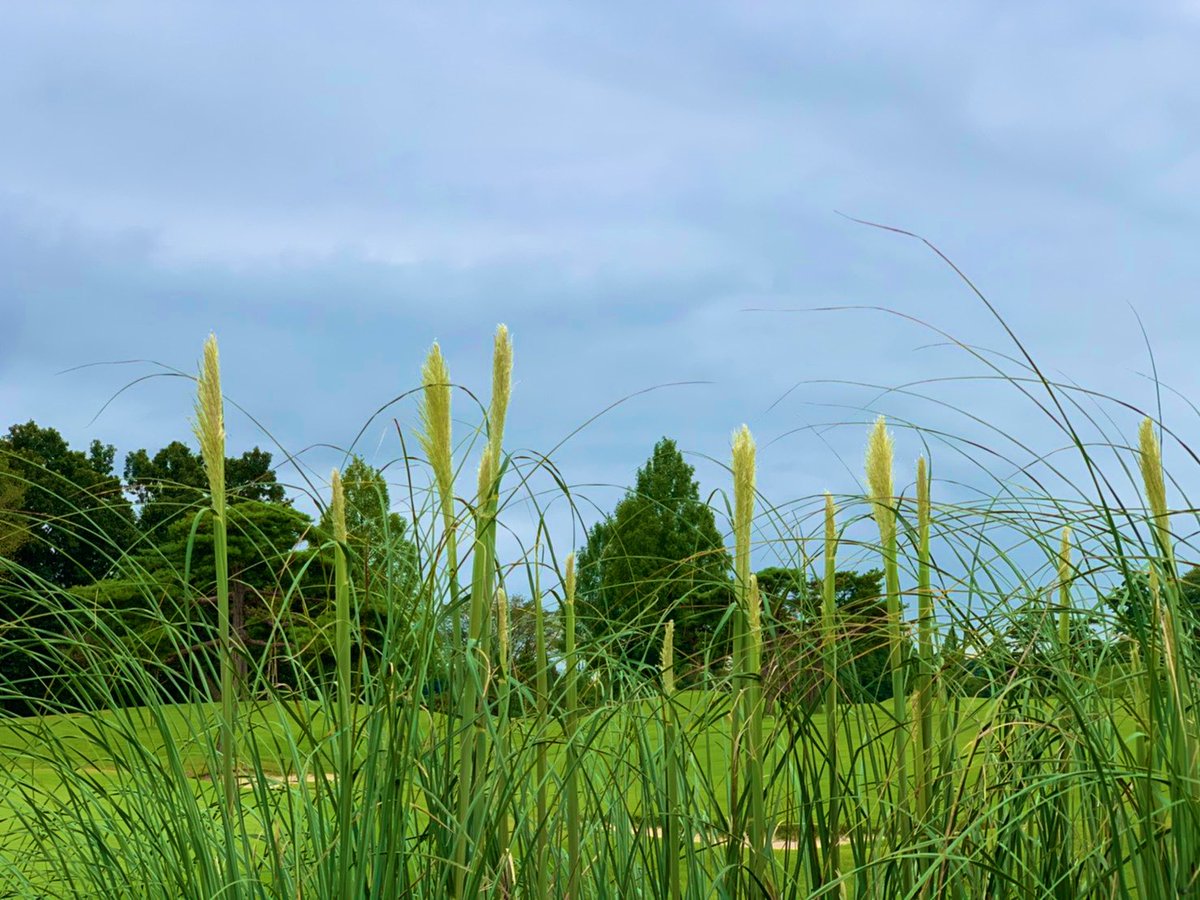 西洋ススキ Twitter Search