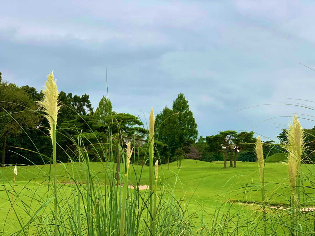 西洋ススキ Twitter Search