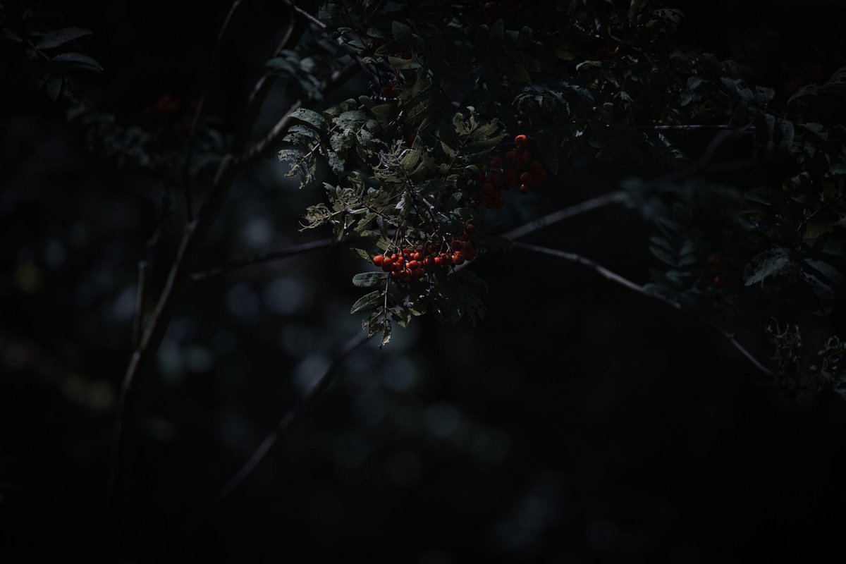 Rote Bärchen ?
.
.
.
.
.
.
.
.
.
.
.
.
.
.
#berry #bowl #healthy #food #foodporn #red #green #nature #naturephotography #tree #elbsandsteingebirge #sachsen 😍#redberrys #berrys #leaves #animalsfood #canon #canoneosrp #canonphotography  #lightroom #light #sharp #contrast #bokeh