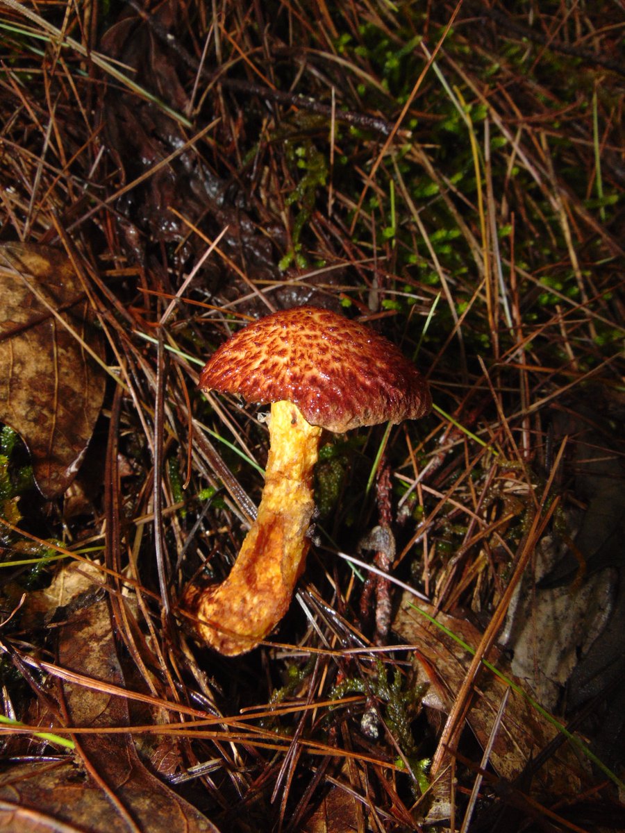 The 9th rule of the Mushroom Cult is to go in the woods and take pictures of mushrooms.
