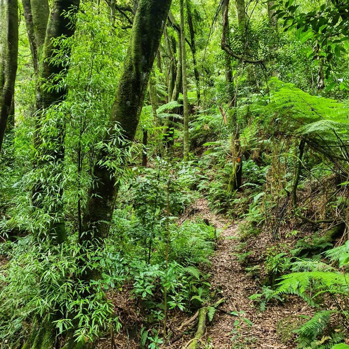 QEIINatTrust's tweet image. Awkapikopiko Reserve looking lush 🍃 Located in Tararua, 13km east of Woodville, this virgin native podocarp forest was gifted to QEII by David Druce in 1995. It has a walking track and is rich in native flora with more than 130 recorded species 

qeiinationaltrust.org.nz/places/tararua…