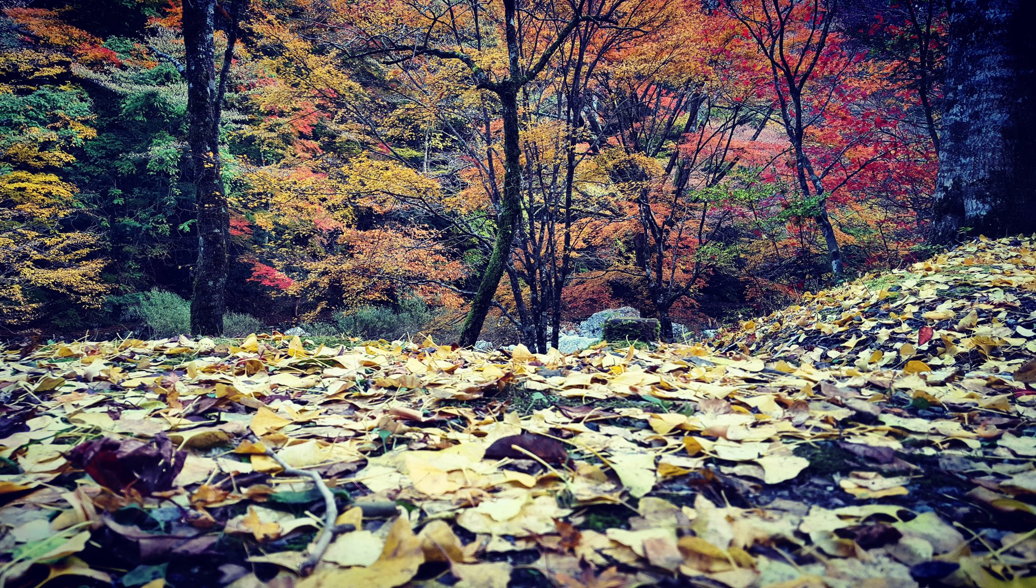 3d Excel Art Doubutsuno Mori 綺麗な秋景色を作れるように頑張ります あつ森 あつまれどうぶつの森 Acnh T Co 9ptcg7hsuv Twitter