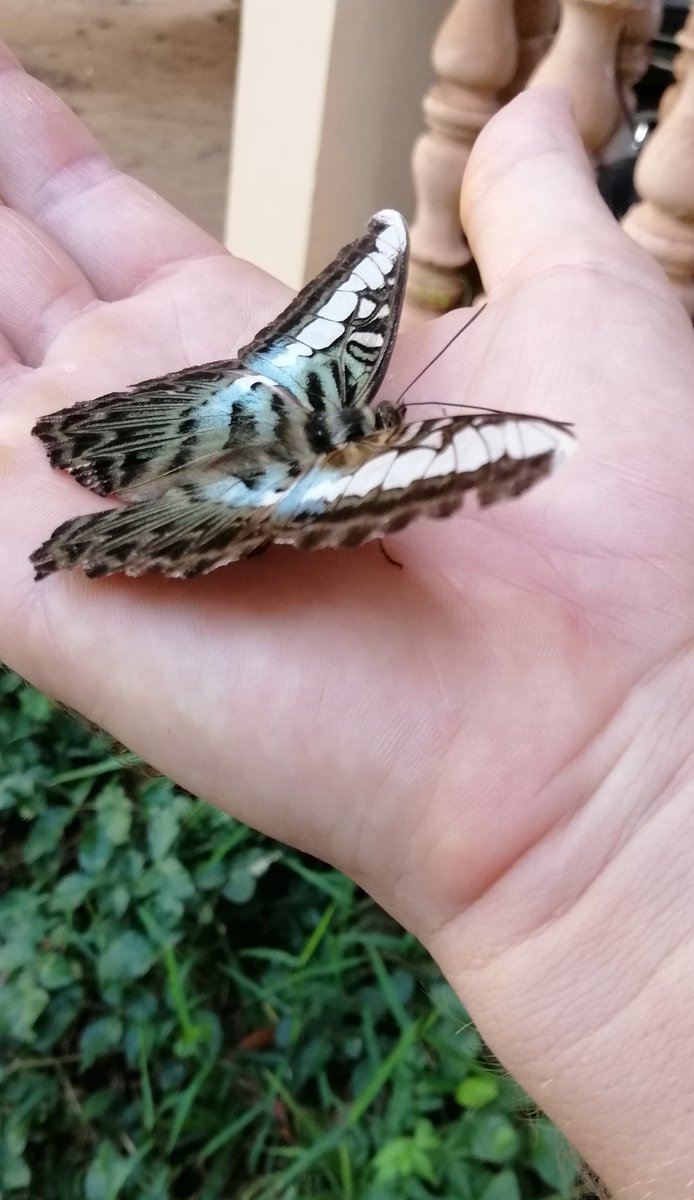 Butterfly Paradise tweet media